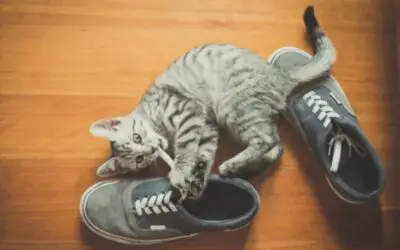 Why Do My Shoes Smell Like Cat Pee?
