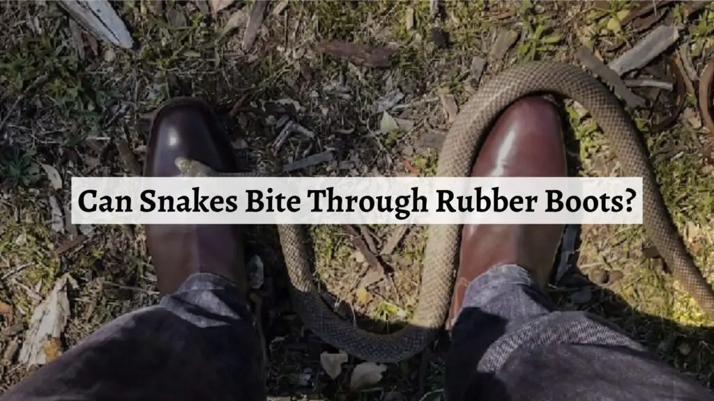 Can Snakes Bite Through Rubber Boots